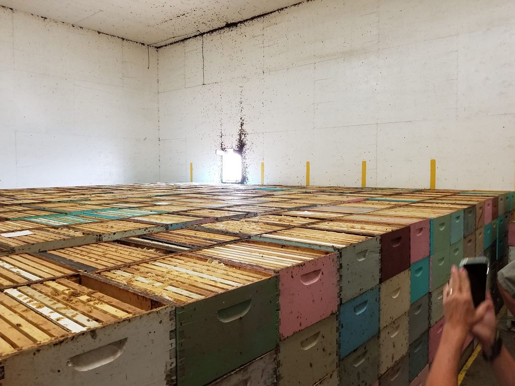 Hives ready to be processed